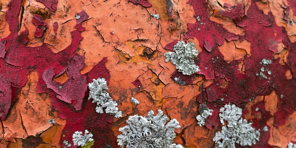 image of flaked red and orange paint and lichen on a fire hydrant